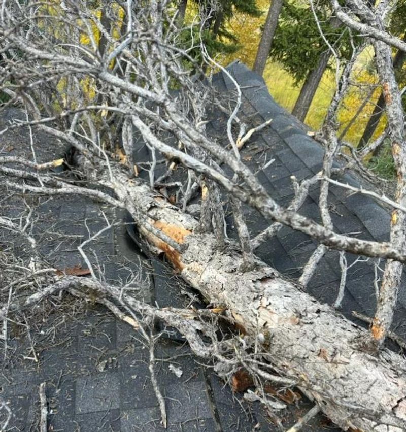 Healthy Trees Rarely Drop Large Branches Without Warning Healthy Trees Rarely Drop Large Branches Without Warning