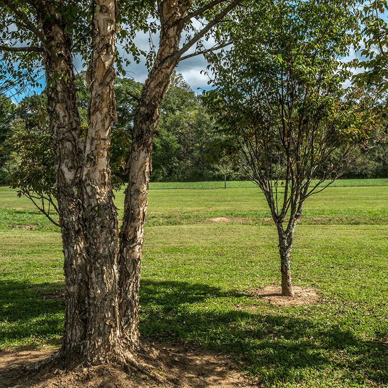 Healthy Trees Usually Recover Without Major Intervention