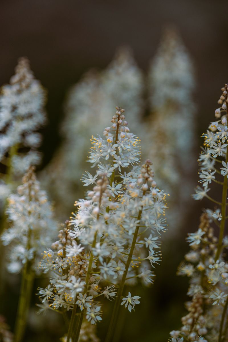 Heartleaf Foamflower