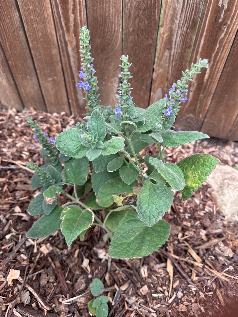 Heartleaf Skullcap Adds Purple Blooms
