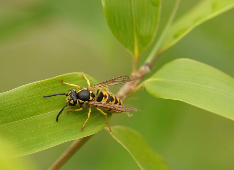 Heat And Drought Heighten Territorial Behavior