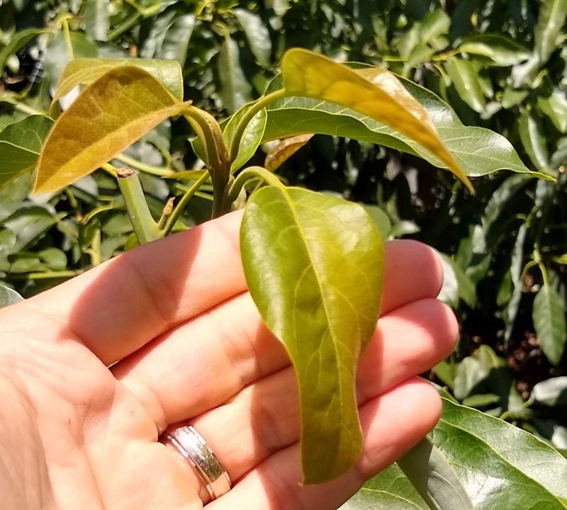 Heat Damage Starts When Leaves Stop Cooling The Tree