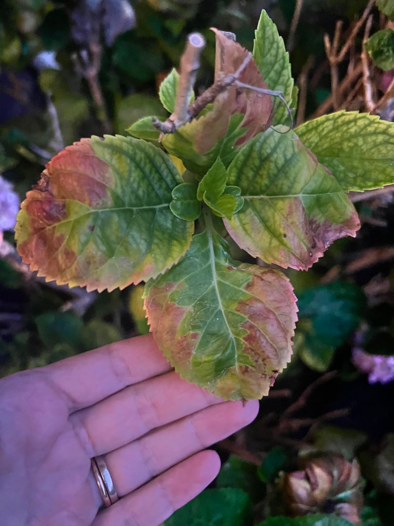 Heat-Damaged Leaves Get Cut Too Soon