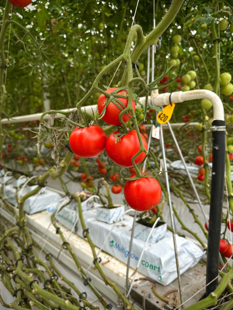 Heat Drives Vertical Growth Over Fruiting