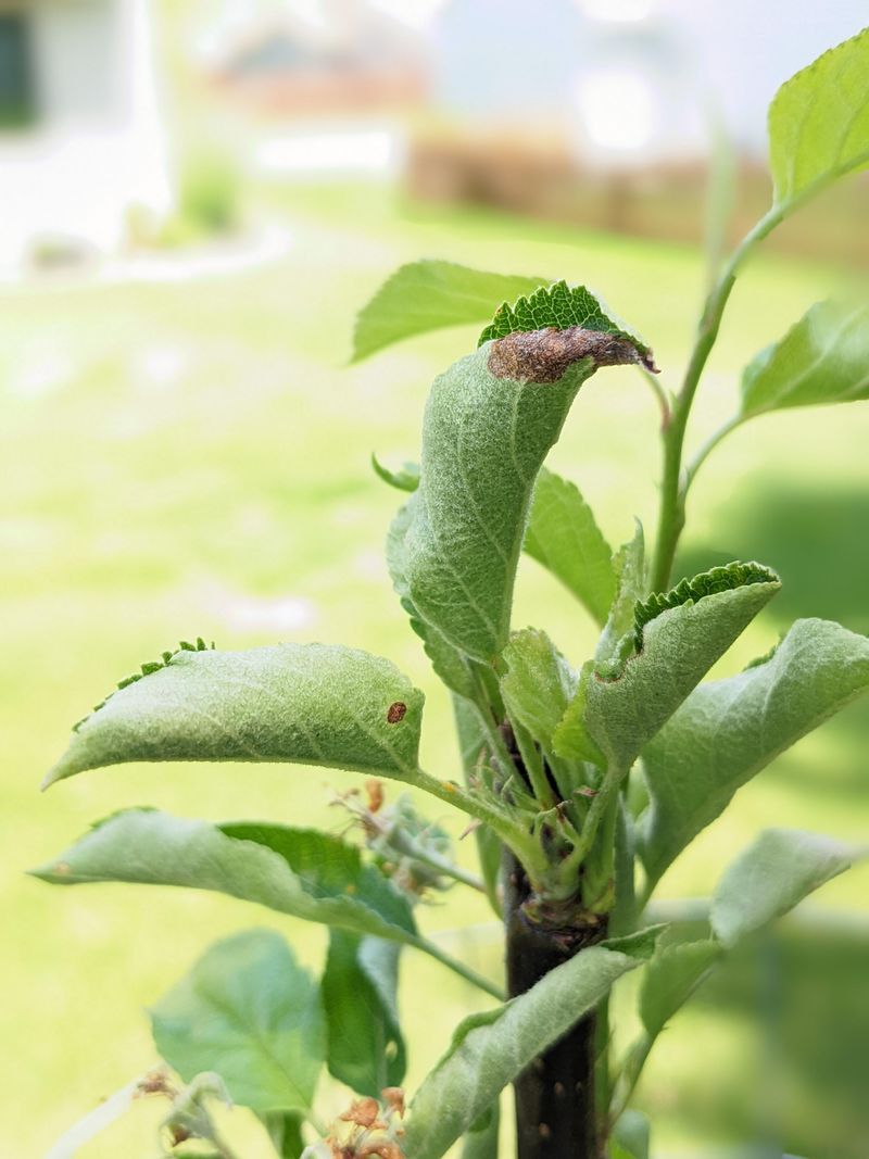 Heat Is Outpacing Root Uptake
