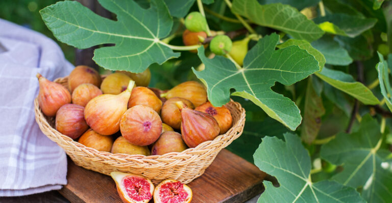 fig tree (featured image)