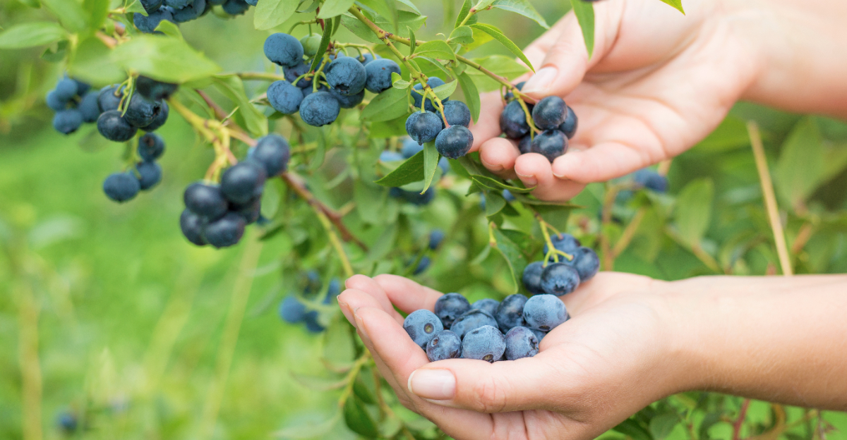 fruits (featured image)