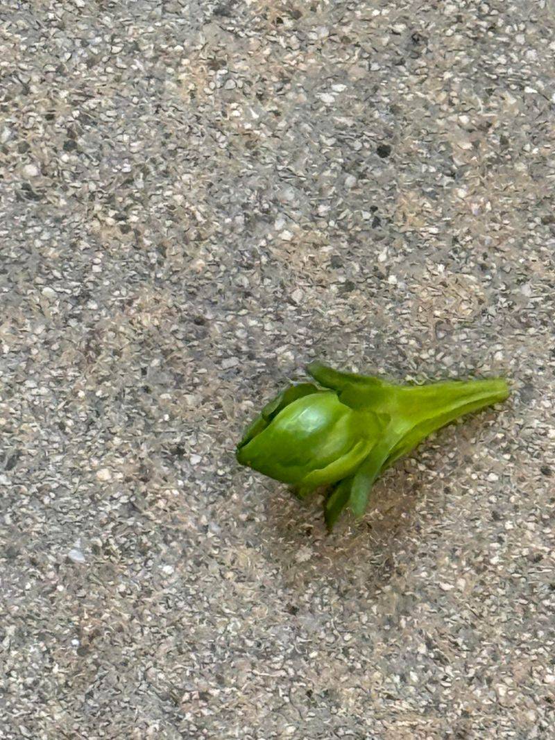 Heat Stress Can Cause Buds To Drop Before Opening