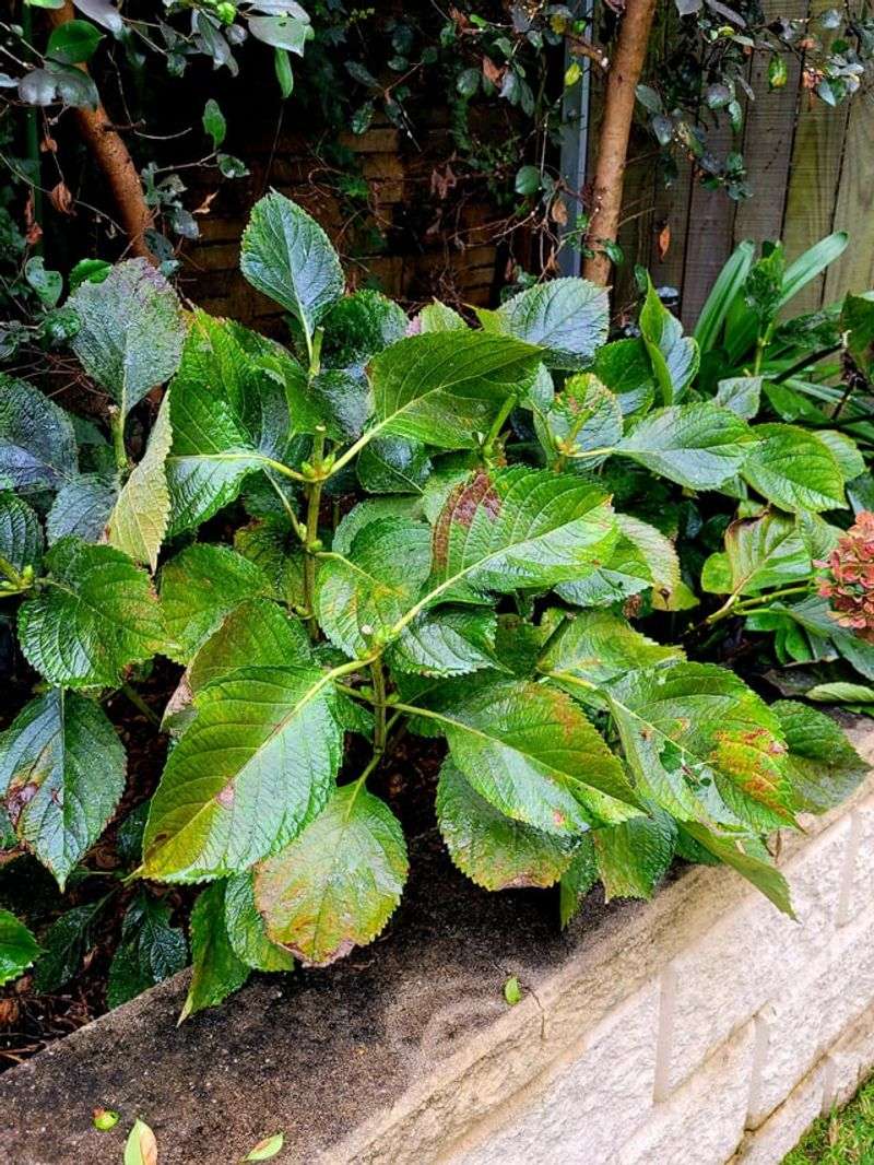 Heat Stress Can Make Pest And Disease Problems Worse Heat Stress Can Make Pest And Disease Problems Worse