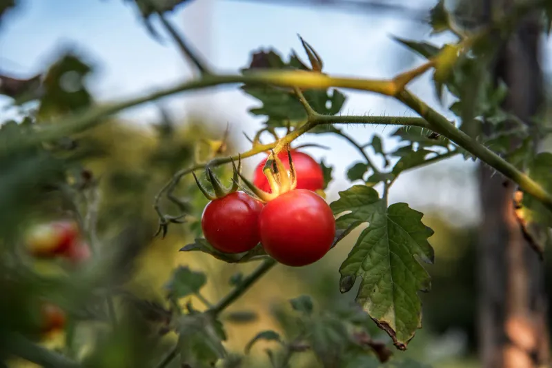 Heat Stress On Plant Physiology