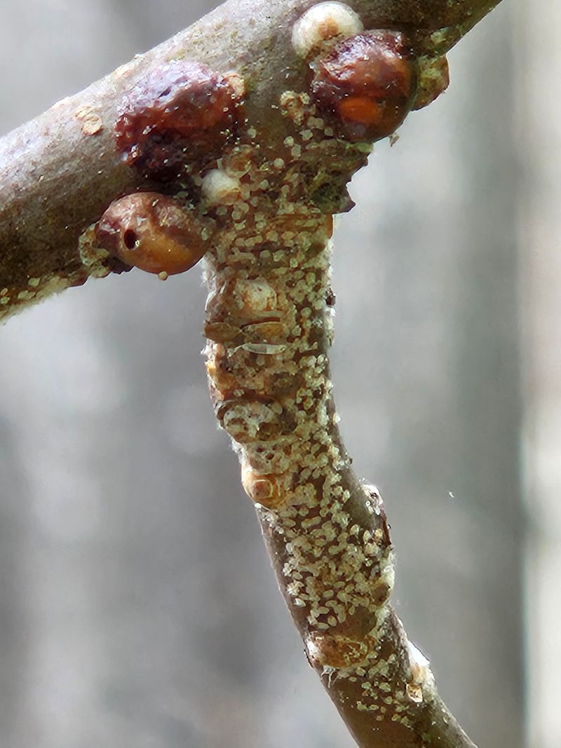Heat-Stressed Trees Get Hit Harder In Summer Heat-Stressed Trees Get Hit Harder In Summer
