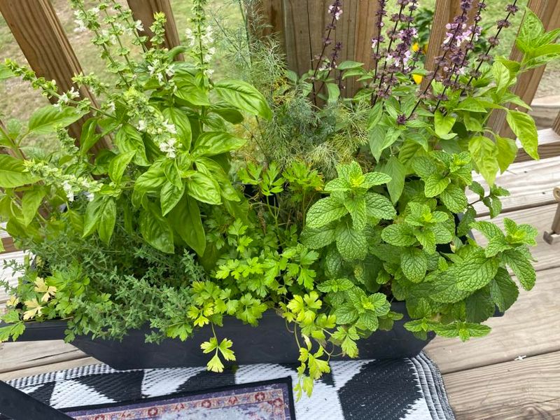 Heat-Tolerant Herbs Often Perform Better In Summer
