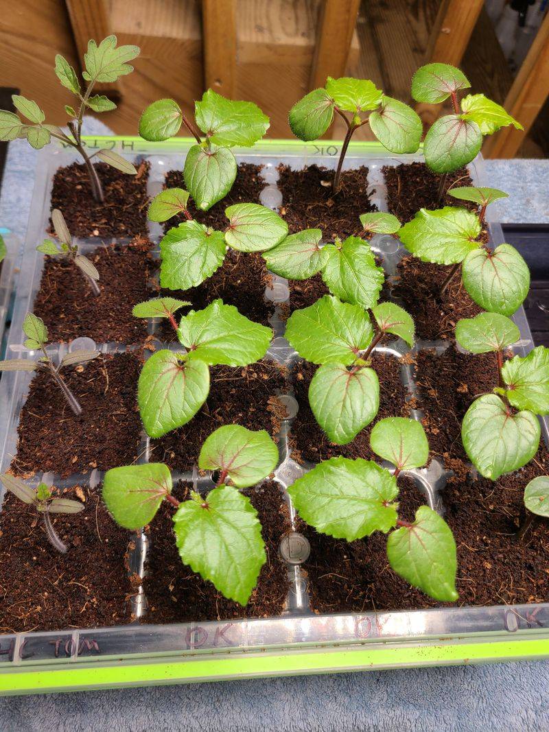 Heat-Tolerant Roots Reduce Transplant Shock