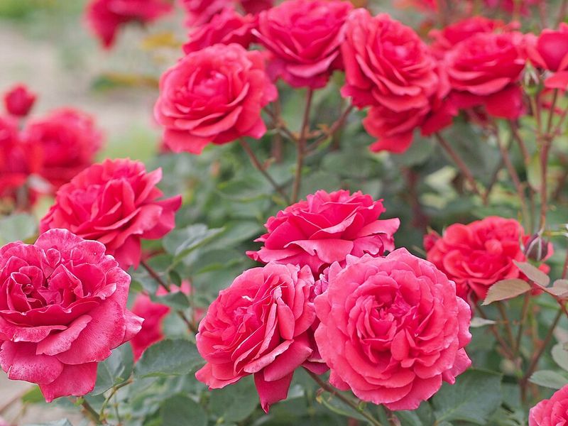 'Heat Wave' Rose 'Heat Wave' Rose