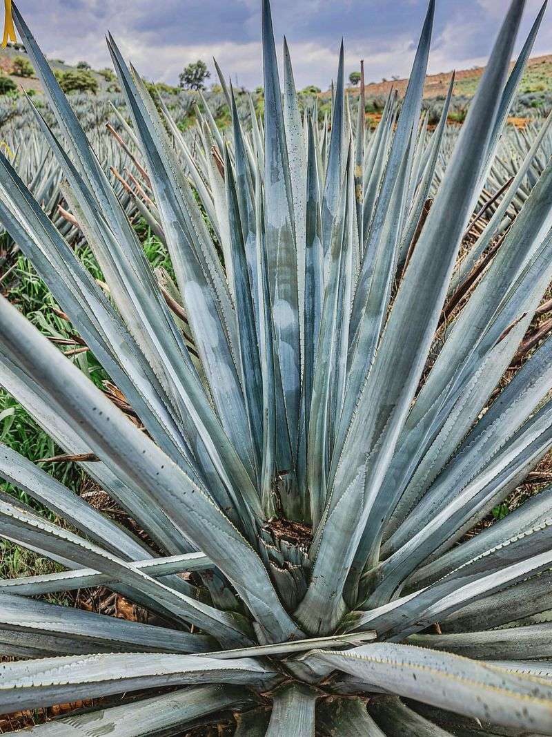 Heavy Agave Plantings Hide Scorpions Well Heavy Agave Plantings Hide Scorpions Well