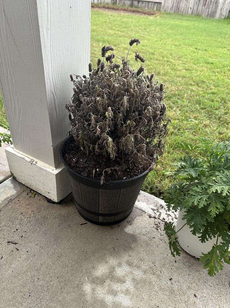 Heavy Fertilizer Can Weaken The Fragrance