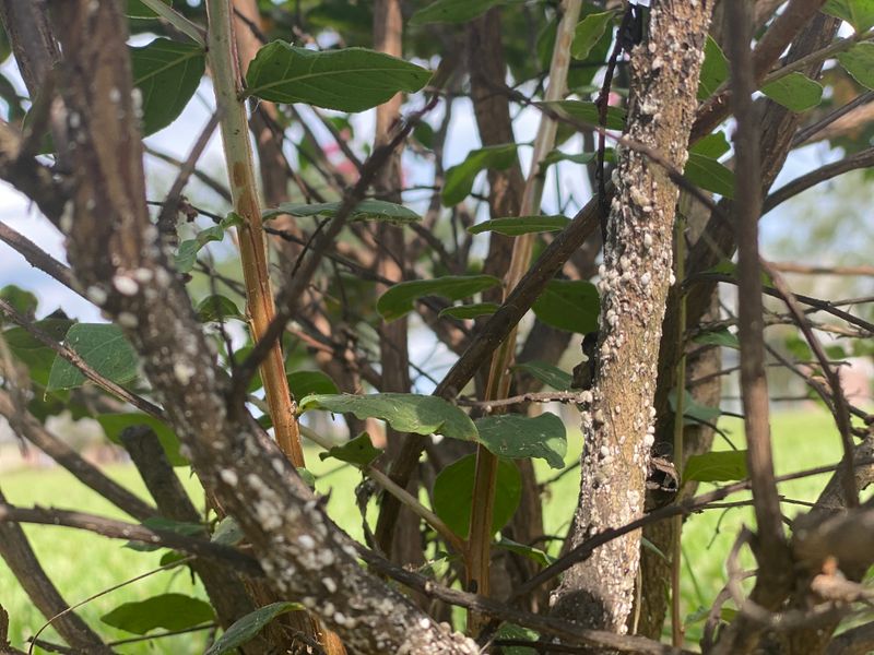 Heavy Infestations Can Reduce Crape Myrtle Blooms