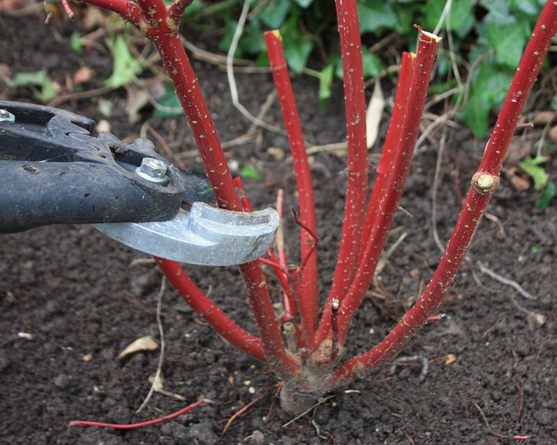 Heavy Pruning Before A Heat Wave Heavy Pruning Before A Heat Wave