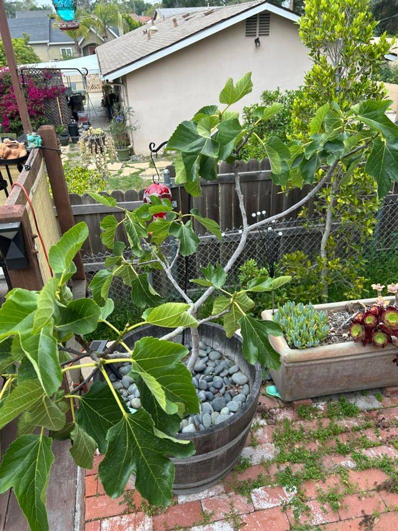 Heavy Pruning Can Remove Fruiting Wood Heavy Pruning Can Remove Fruiting Wood