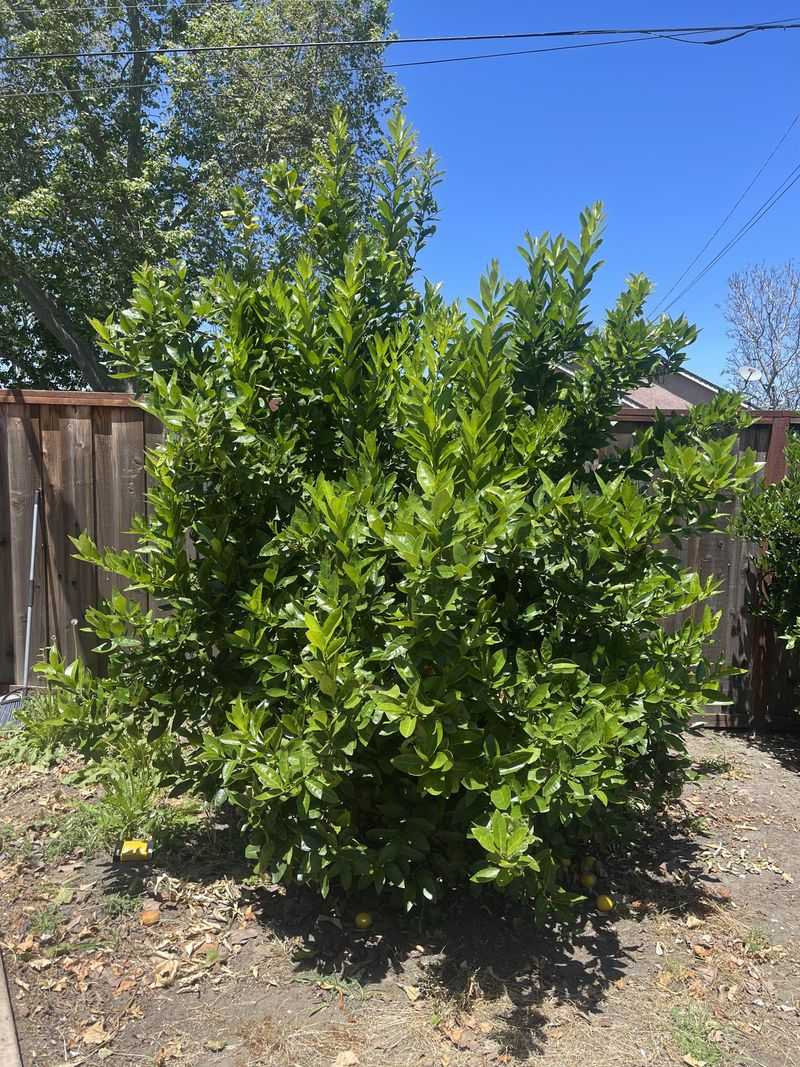 Heavy Pruning Can Remove The Next Crop Heavy Pruning Can Remove The Next Crop