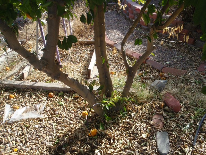 Heavy Pruning Can Wait Until Fall Heavy Pruning Can Wait Until Fall