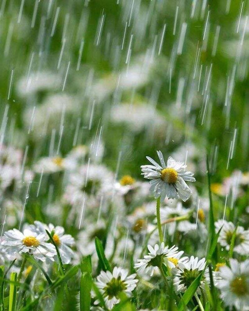 Heavy Rain Can Temporarily Reduce Sightings Heavy Rain Can Temporarily Reduce Sightings