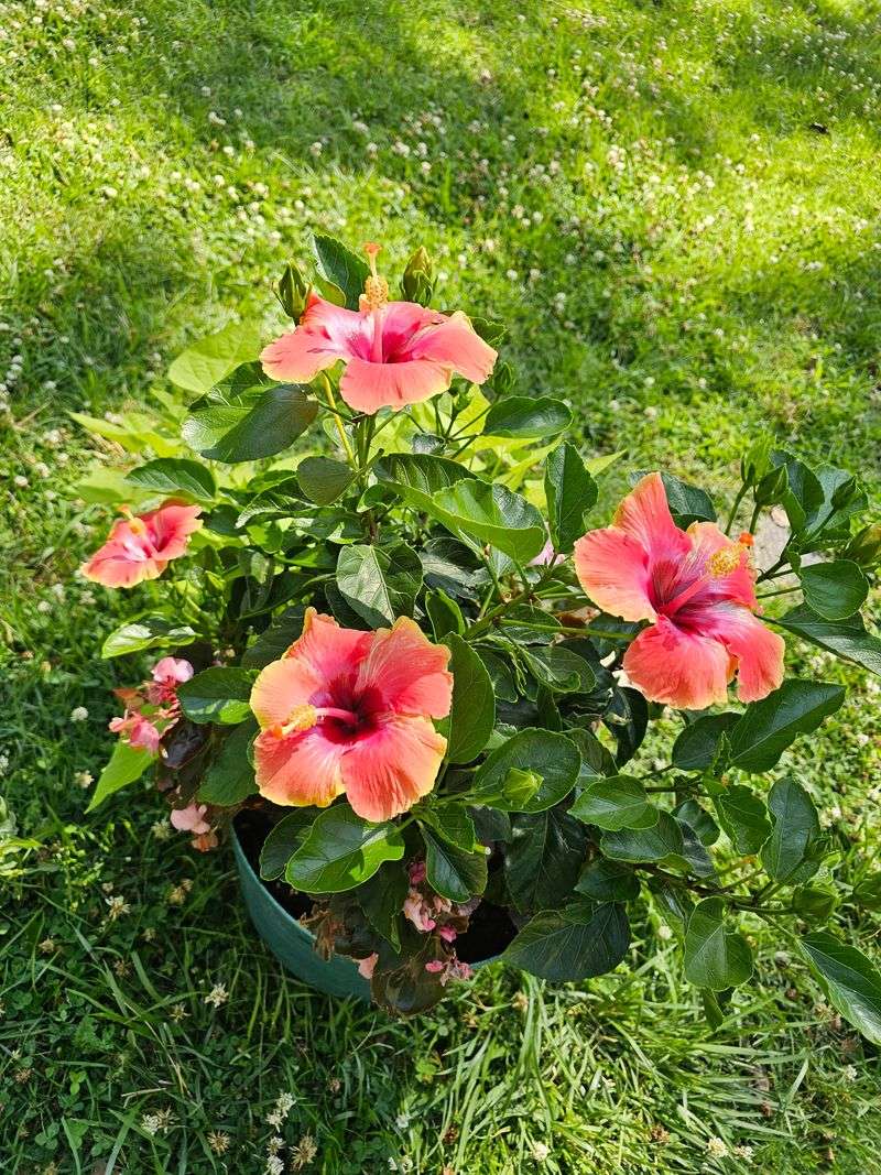 Heavy Shearing Can Reduce Blooms Heavy Shearing Can Reduce Blooms