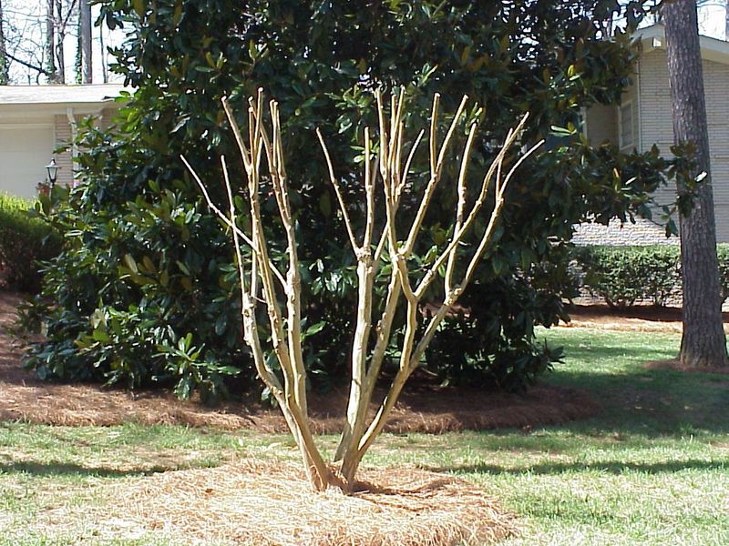 Heavy Summer Pruning Can Reduce Future Blooms Heavy Summer Pruning Can Reduce Future Blooms