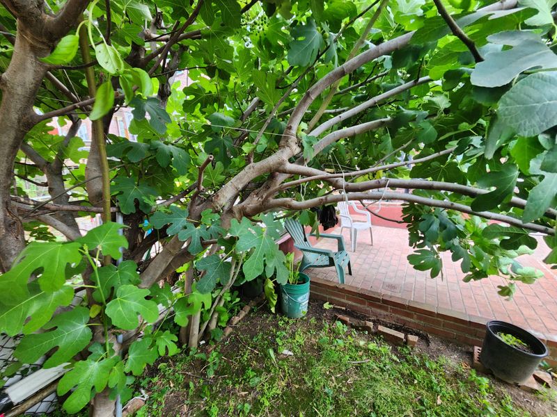 Heavy Summer Pruning Can Stress The Tree Heavy Summer Pruning Can Stress The Tree