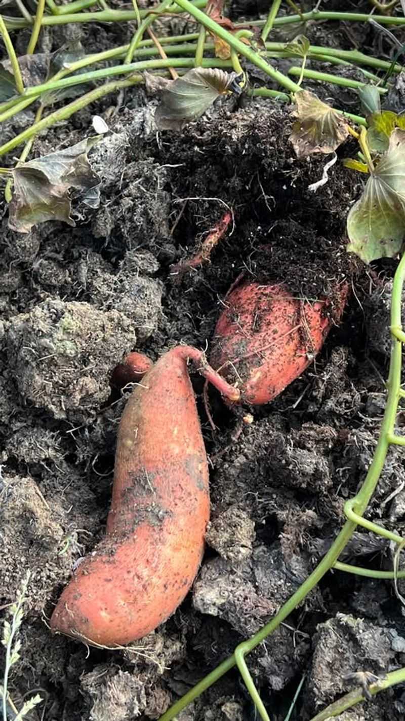 Heavy Weed Growth Can Reduce Sweet Potato Yields Heavy Weed Growth Can Reduce Sweet Potato Yields