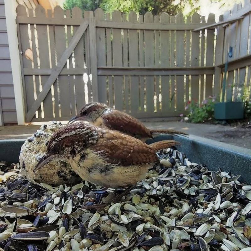 Heavy Yard Cleanup Removes Valuable Cover