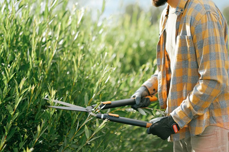 Hedge Shears For A Quick All-Over Trim