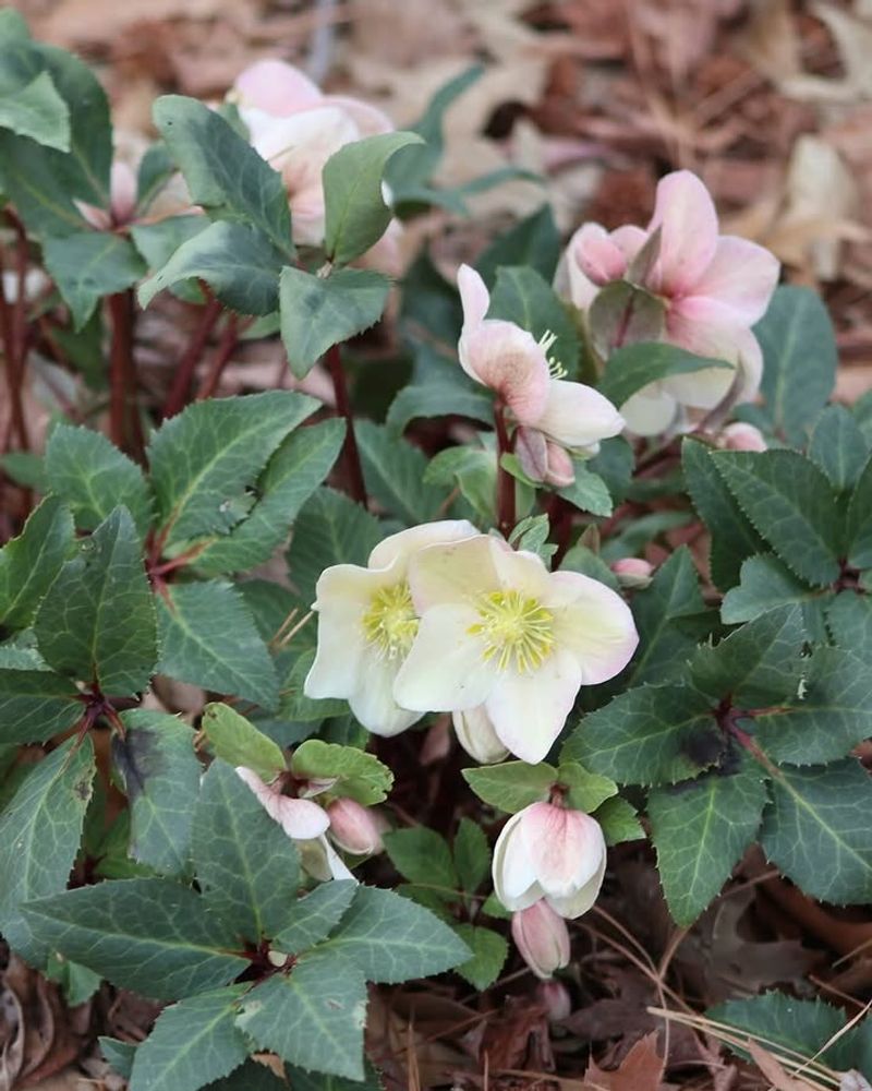 Hellebore 