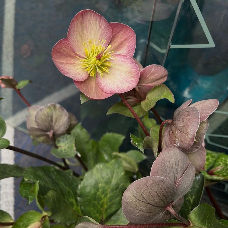 Hellebores Bloom Before Most Shade Plants Wake Up Hellebores Bloom Before Most Shade Plants Wake Up