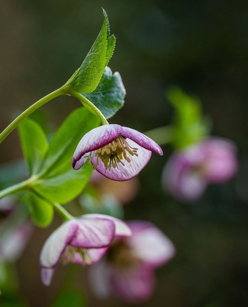 Hellebores Start The Season Early