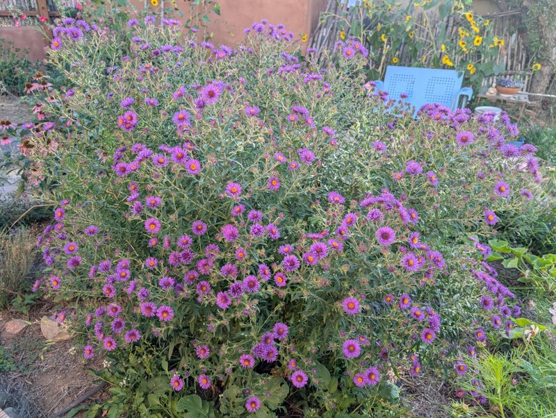 Help New England Asters Stay Upright Before Bloom Help New England Asters Stay Upright Before Bloom