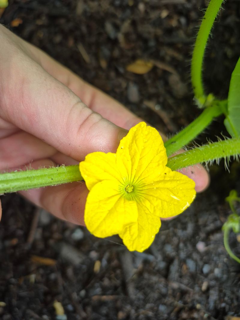 Help Pollination When Bees Are Missing Help Pollination When Bees Are Missing