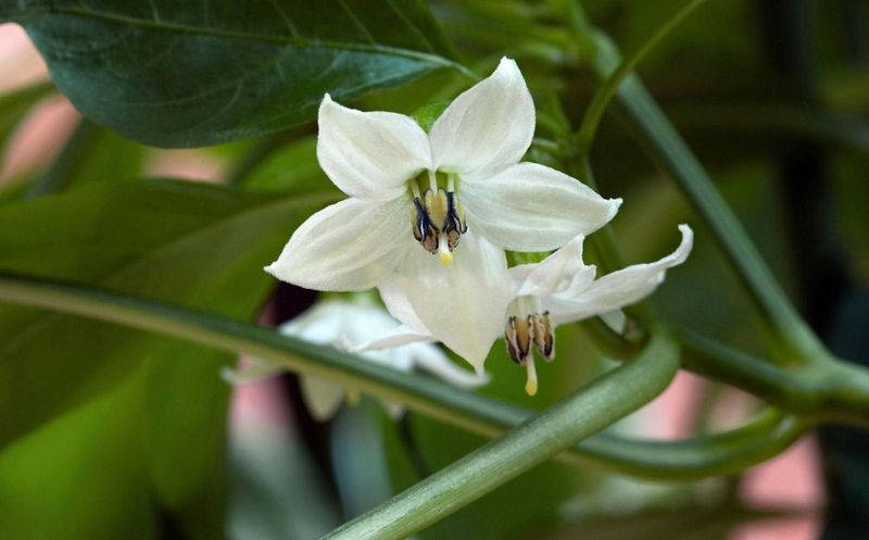 Help Pollination When Humidity And Heat Interfere Help Pollination When Humidity And Heat Interfere