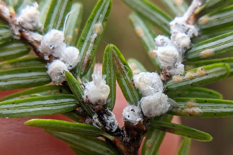 Hemlock Woolly Adelgid (Adelges Tsugae)