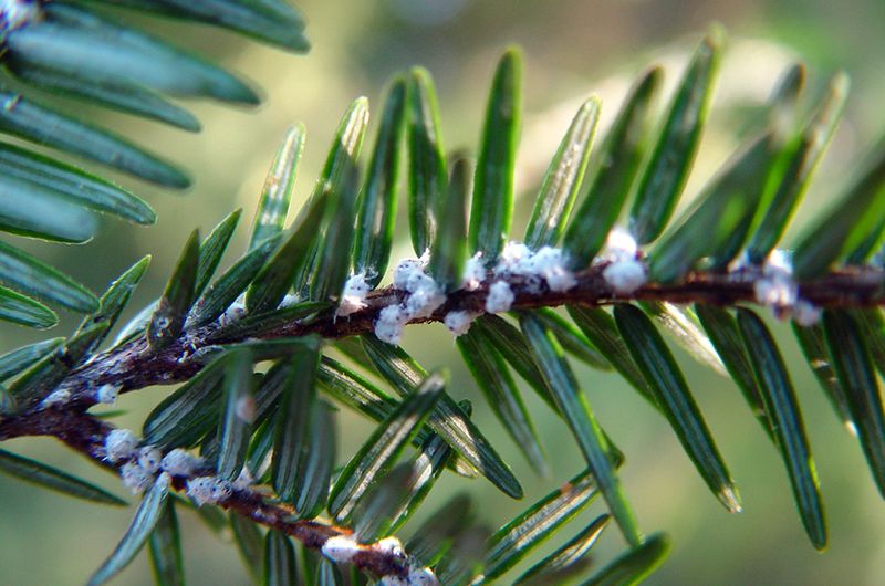 Hemlock Woolly Adelgid Is The Tiny Pest To Watch