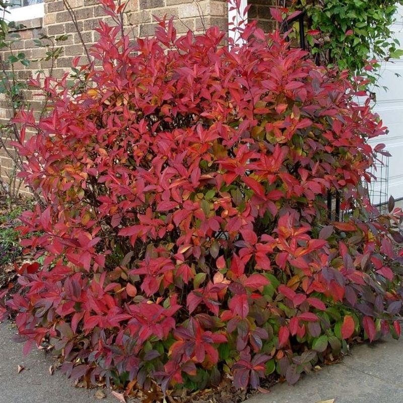 Henry's Garnet Sweetspire Brings Flowers And Fall Color