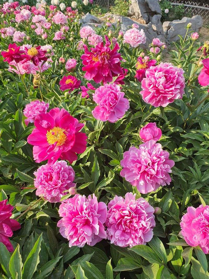 Herbaceous Peonies