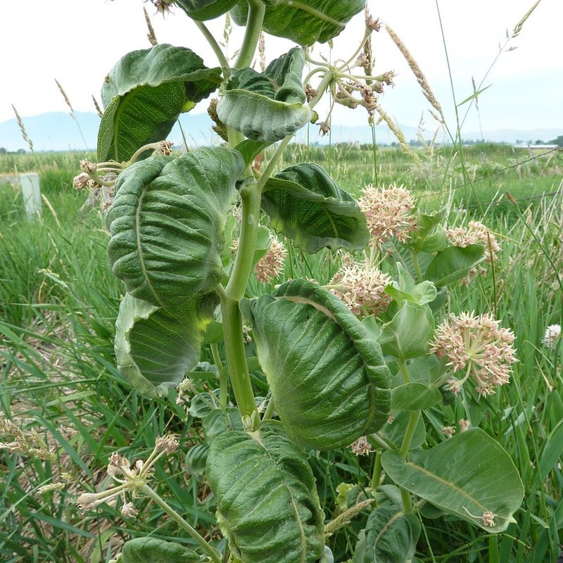 Herbicide Drift Can Distort New Growth