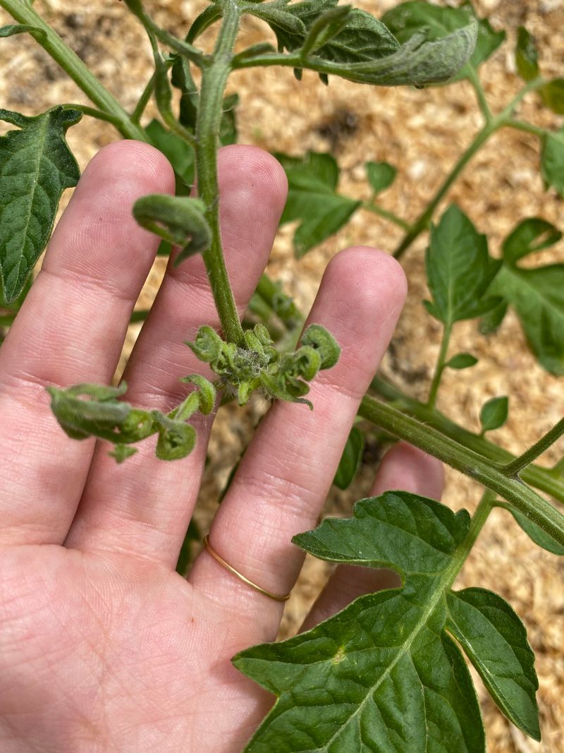 Herbicide Drift Twists Tomato Leaves