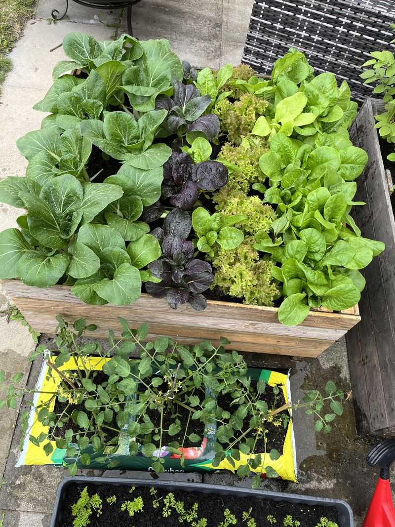 Herbs And Greens Give The Fastest Payoff