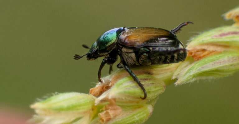 Here Are 8 Things You Can Do About Japanese Beetles Spreading In Kentucky