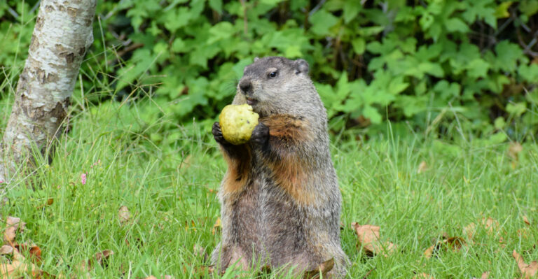 Here Are The Signs A Groundhog Is Damaging Your New Jersey Garden