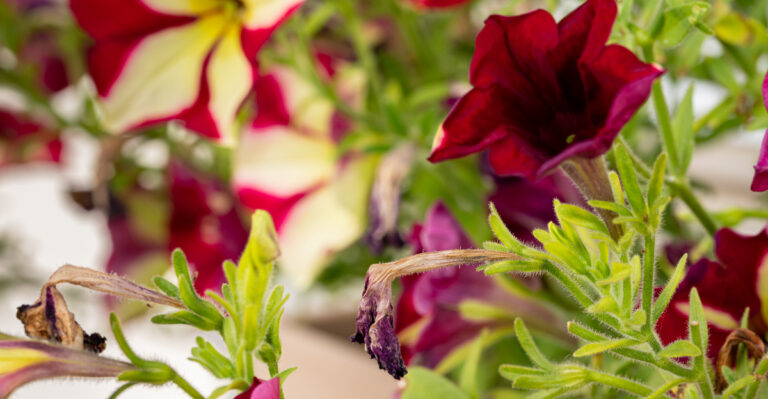 Here Is How New Jersey Gardeners Should Remove Faded Petunia Flowers For More Summer Color