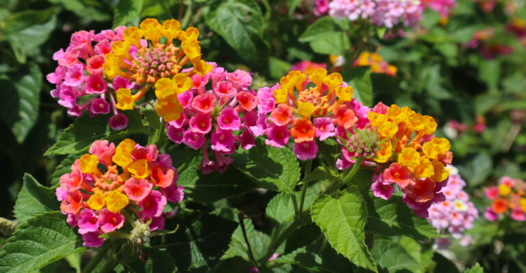 Here Is One Thing You Need To Do To Your Lantana Before Tennessee Summer Heat Peaks