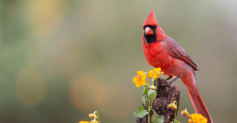 Here Is What It Means When A Cardinal Visits Your Massachusetts Yard And Stays